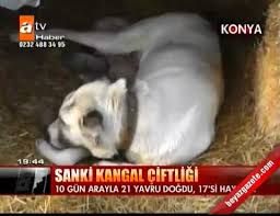 sanki kangal ciftligi atv ana haber videolari
