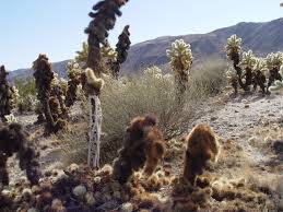 Cholla cactus represent more than 20 species of the opuntia genus (family cactacea) in the north american deserts. Holiday Hiker S Guide To Cholla