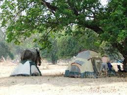 Elephants Mana Pools Game Count Zimbabwe Pool Games Mana Pool