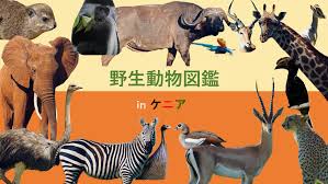 野生動物図鑑 in ケニア | doliNOTE