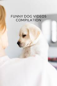 Baby Dogs Cute And Funny Dog Videos Compilation 28 Aww Animals Sanmar In 2020 Funny Dog Videos Dog Gifs Dog Quotes Funny
