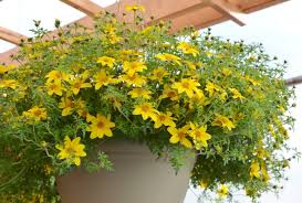 Image result for Bidens flagellata