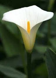 Annual Flowers Image Gallery Annual Flowers Calla Lily Memorial Flowers