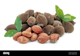 Image result for Dialium schlechteri