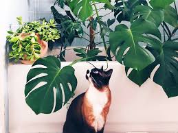 Parlor palm is a houseplant which is both safe for cats and also safe from cats. Dog And Cat Safe Houseplants