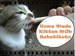 If you really had to ask ,then the kitten is not going to survive, you are going to need to heavily research how to care for a kitten if you really want it to yes i guess that you could use goats' milk for orphan kitty. Orphaned Kitten Milk Recipe