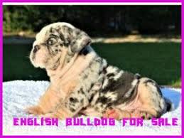 A faithful german shepherd puppy in new haven who is sweet through and through. Reasons Why English Bulldog For Sale Near Me Craigslist Is Getting More Popular In The Past De English Bulldog For Sale English Bulldog English Bulldog Puppies