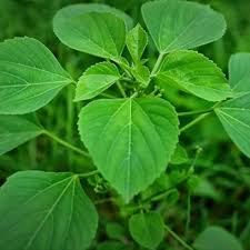 Image result for Acalypha fruticosa