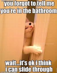 Stalker Cat Funny Animal Memes Funny Cats Funny Animal Pictures
