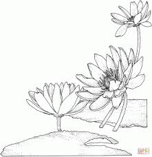 Free printable lilies coloring pages for kids. Water Lily Enlightening