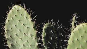 Because cacti often do not need as much water when compared to other flowering plants, it is easy to overestimate how much water they need. For Cactus Thorns That Looks The Same It Turns Out That There Is A Solid Purpose Such As Attack Enemies And Protect Themselves Gigazine