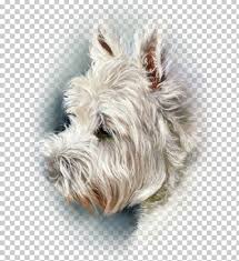 The west highland white terrier, commonly known as the westie, is a breed of dog from scotland with a distinctive white harsh coat with a somewhat soft white undercoat. Glen West Highland White Terrier Cairn Terrier Scottish Terrier Soft Coated Wheaten Terrier Png Clipart Art