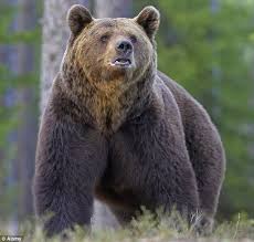 Image result for con gấu