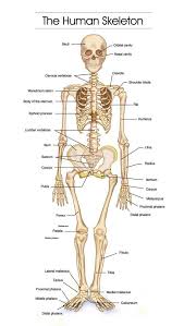 At the same time the bones grow larger by growing back into the growth plates. Human Skeleton Human Bones Anatomy Human Body Bones Skeleton Anatomy