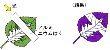 光合成 蒸散 呼吸