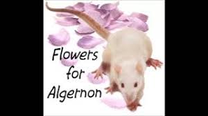 Charlie is now aware of the fact that he is a superior being to algernon, but he believes that algernon deserves some basic kindness: Flowers For Algernon Audiobook Part I Youtube