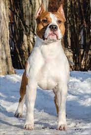american staffordshire terrier staff bull terrier dog breeds american staffordshire terrier