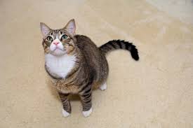 In case of discomfort, cats will scratch more, and this can become an issue if this happens on your walls, doors of furniture! Why Does My Cat Scratch My Carpet Purrfectpost Com