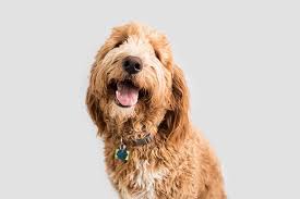 Roll in sugar, then shape into balls. The Best Poodle Mix To Suit Your Lifestyle
