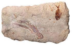 Rocks and fossils, consisting only of inorganic minerals, cannot be dated by this method. How Do You Tell The Age Of A Fossil Ncpr News