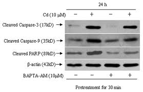 30 min for culture : Plos One Cadmium Induced Apoptosis In Primary Rat Cerebral Cortical Neurons Culture Is Mediated By A Calcium Signaling Pathway