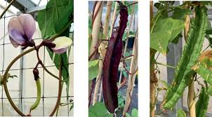 Image result for Psophocarpus lancifolius