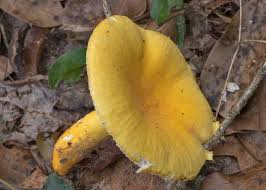 Image result for Russula flavida