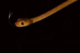 Image result for Imantodes chocoensis