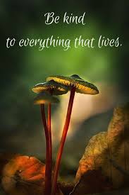 Respect Nature And It Will Respect You Back Happy Sunday Kindness Quotes Beautiful Quotes Environment Quotes