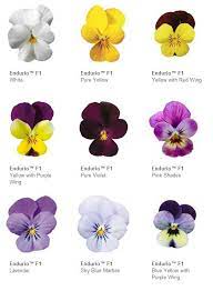 Pin On Pansies