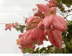 Image result for Mussaenda elegans