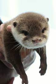 Cute Baby Sea Otters Otters Cute Cute Animals Cute Baby Animals