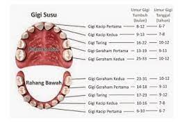 Jenis gigi untuk memotong makanan. Pengertian Gigi Bagian Lapisan Susunan Macam Contoh