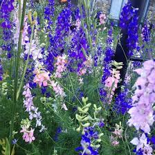 Rocket Larkspur Seeds Delphinium Ajacis American Meadows