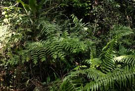 Image result for Blotiella natalensis