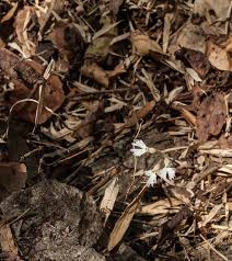 Image result for Zeuxine stammleri