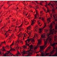 We did not find results for: Shower Of Love 500 Red Roses Bouquet The Biggest Floral Gift Ever On This Valentine Myflowergift