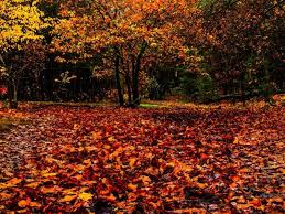 Why Trees Shed Their Leaves All Falls Down Autumn Garden Deciduous Trees