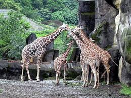 宅男腐女的爱好导航。 地址发布页： lanse.icu 最新地址： ldh. æ˜¥éŠè‡ºåŒ—æœ¨æŸµå‹•ç‰©åœ' 3 éžæ´²å‹•ç‰©å€ Shineçš„å¹½ç¾Žå¹»å¢ƒ Nidboxè¦ªå­ç›'å­