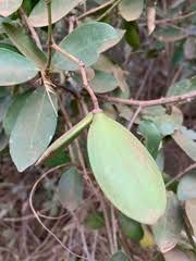 Image result for Hippocratea africana