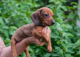 Akc registered puppies available today. Dachshund Puppies For Sale Near Me Petsidi