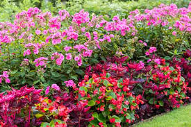 Image result for begonia semperflorens