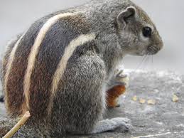 He eats papaya and apple but dont drink water. The Back Of An Indian Palm Squirrel Also Known At The Three Striped Palm Squirrel Funambulus Palmarum Ph Indian Palm Squirrel Baby Squirrel Cats Reaction