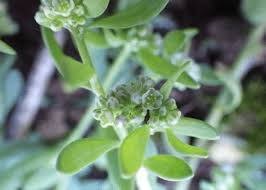 Image result for Corrigiola litoralis