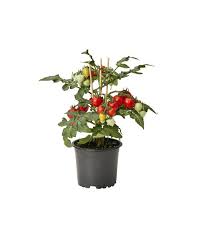 We did not find results for: Minitomat O10 5 Cm Rod Plantagen