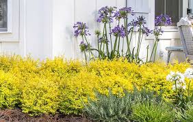 Image result for Ligustrum