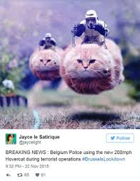 International cat care, in partnership with trudell animal health, has created a series of videos… belgian region ruled to ban the breeding of scottish fold cats. Belgians Tweet Cat Pictures During Brusselslockdown Bbc News