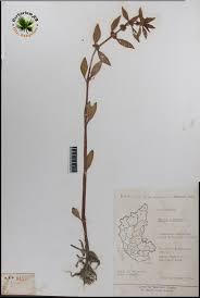 Image result for Bergia capensis