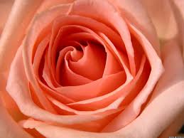 The most common peach color roses material is metal. Peach Rose Wallpapers Top Free Peach Rose Backgrounds Wallpaperaccess