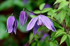 We did not find results for: Clematis Helsingborg Can Be Pruned After Flowering Credit Rhs John Trenholm Clematis Clematis Montana Heath Plant